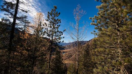 Tranquil Mountain Valley Surrounded by Trees wallpaper