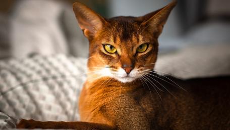 Elegant Abyssinian Cat Portrait in Natural Light wallpaper