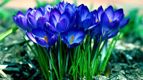 Vibrant Purple Crocuses Blooming in Springtime Beauty wallpaper