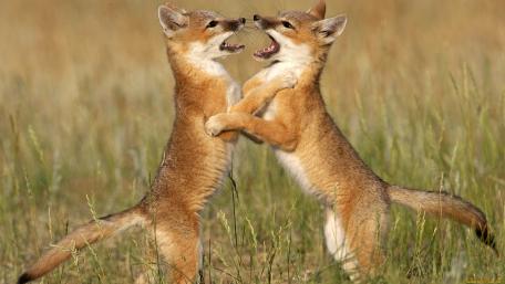 Playful Foxes Engaging in a Friendly Sparring Match wallpaper