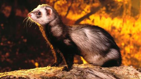 Playful Ferret in Nature's Glow wallpaper