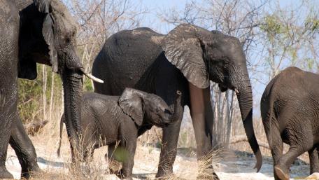 Majestic Elephants in Their Natural Habitat wallpaper