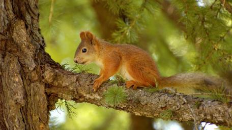 Charming Squirrel Among the Branches wallpaper