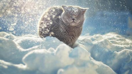 Cozy Cat in a Snowy Wonderland wallpaper