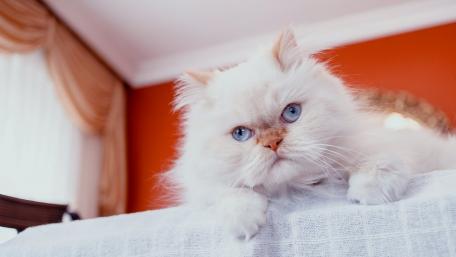 Fluffy White Cat with Striking Blue Eyes wallpaper