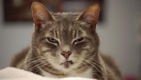 Grumpy Cat Ready for a Nap wallpaper