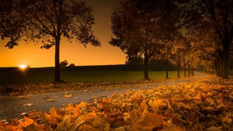 Autumn Serenity on a Quiet Pathway wallpaper