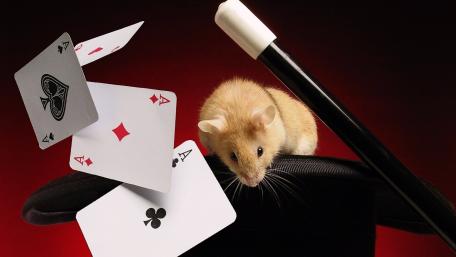 Magical Mouse with Cards and Hat wallpaper