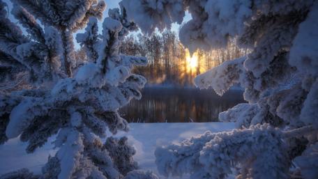 Winter Sunrise Through Frosty Branches wallpaper