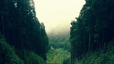 Majestic Forest Valley Amidst Misty Mountains wallpaper