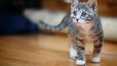 Adorable Kitten Exploring Its Surroundings wallpaper