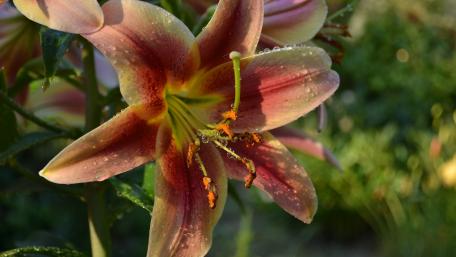 Elegant Lily Blossom in Glorious Detail wallpaper