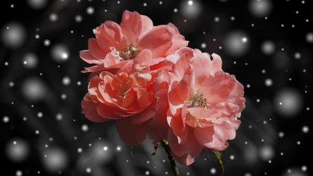 Blossoms Amidst a Dreamy Snowfall wallpaper
