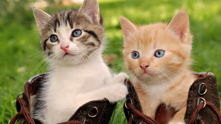 Adorable Kittens in Shoes wallpaper