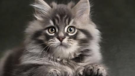 Fluffy Feline Charm in Soft Focus wallpaper