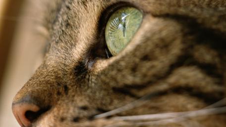Intense Gaze of a Majestic Cat wallpaper