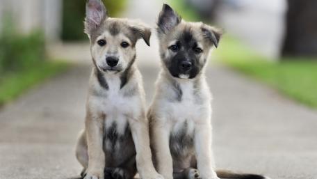 Adorable Puppies in a Sunny Setting wallpaper