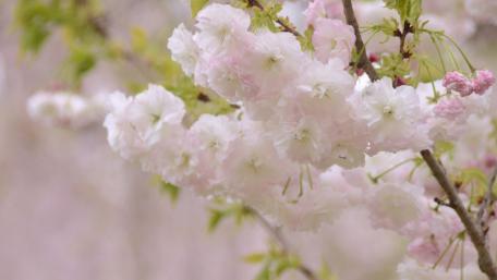 Cherry Blossom Serenity in Bloom wallpaper