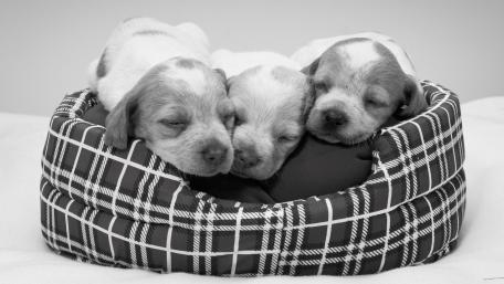 Sleepy Puppy Trio in Cozy Bed wallpaper