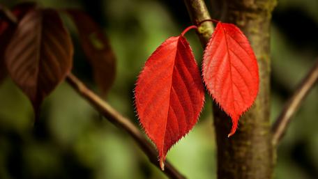 Vibrant Red Leaves on a Tree Branch wallpaper