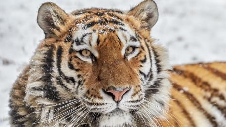 Majestic Tiger in Winter Wonderland wallpaper