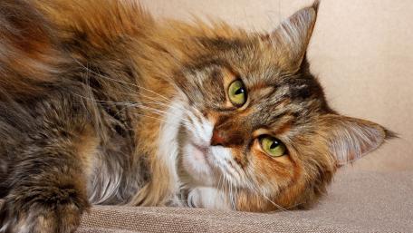 Charming Cat with Striking Green Eyes wallpaper