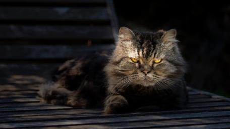 Majestic Feline in Soft Light wallpaper