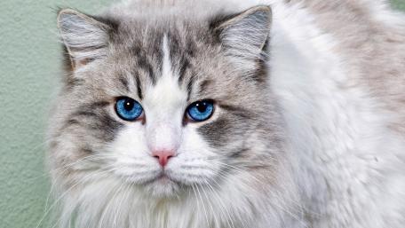 Majestic Cat with Striking Blue Eyes wallpaper