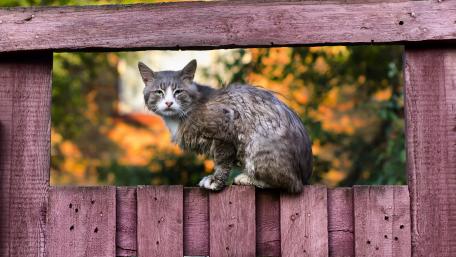 Curious Cat Exploring the Outdoors wallpaper