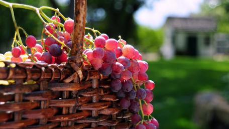 Harvested Grapes in a Rustic Basket wallpaper