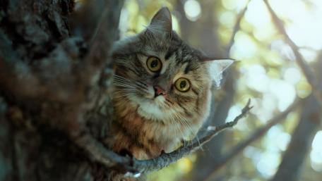 Curious Cat Peeking from a Tree wallpaper