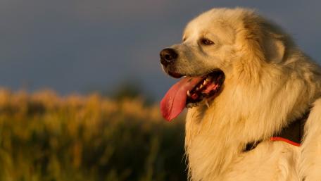 Majestic Canine in Golden Light wallpaper