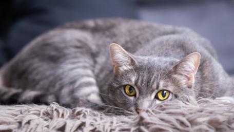 Cozy Cat Relaxing on a Plush Surface wallpaper