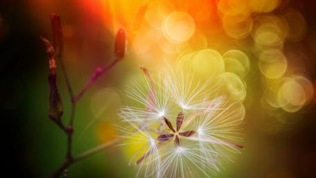 Whimsical Flower in Glowing Background wallpaper