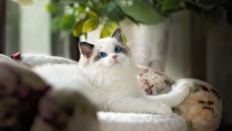 Charming Blue-Eyed Kitten Resting on a Cozy Sofa wallpaper