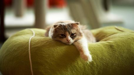 Lazy Cat Relaxing on a Cozy Pillow wallpaper