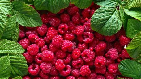 Juicy Raspberries Surrounded by Fresh Green Leaves wallpaper