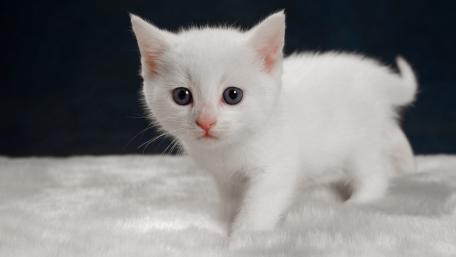 Adorable White Kitten Walking on Soft Fur wallpaper