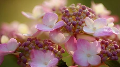 Blooming Beauty of Vibrant Flowers with Soft Petals wallpaper