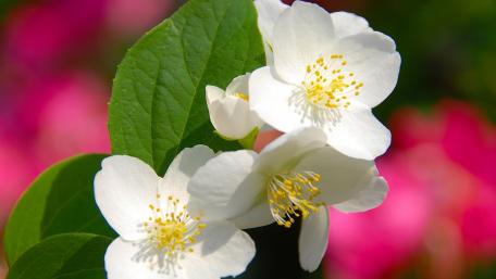 Delicate White Blossoms Amongst Greenery wallpaper