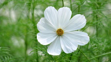 Elegant White Flower in Full Bloom wallpaper