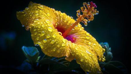 Vibrant Yellow Hibiscus with Dew Drops Shine Brightly wallpaper