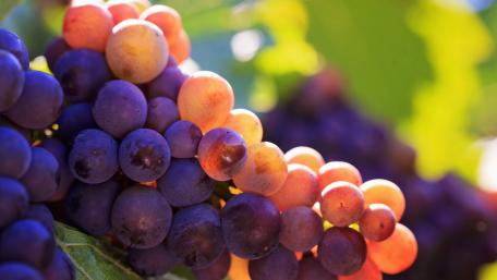 Lush Grapes in Vibrant Tones for Your Screen wallpaper