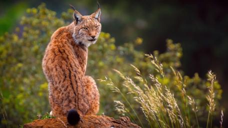 Majestic Lynx in Natural Habitat wallpaper