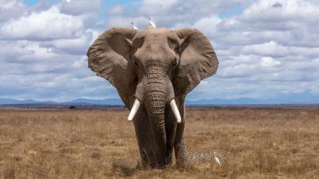 Majestic Elephant in Serene Landscape wallpaper