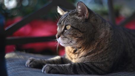 Serene Tabby Cat in a Tranquil Setting wallpaper