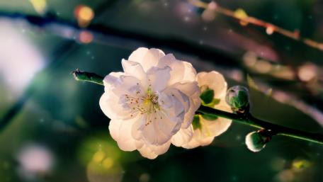 Elegant Blossoms in Soft Light wallpaper