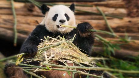 Panda Enjoying a Meal Amongst Bamboo wallpaper