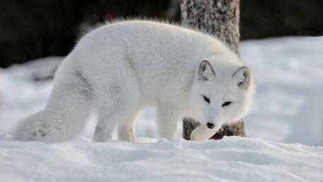 Elegant Arctic Fox in Snowy Landscape wallpaper