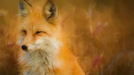 Majestic Fox in Autumn Tones wallpaper